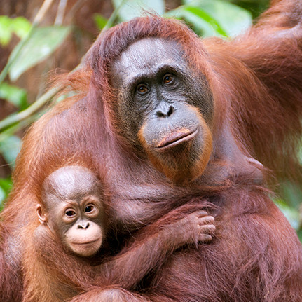 action on palm oil