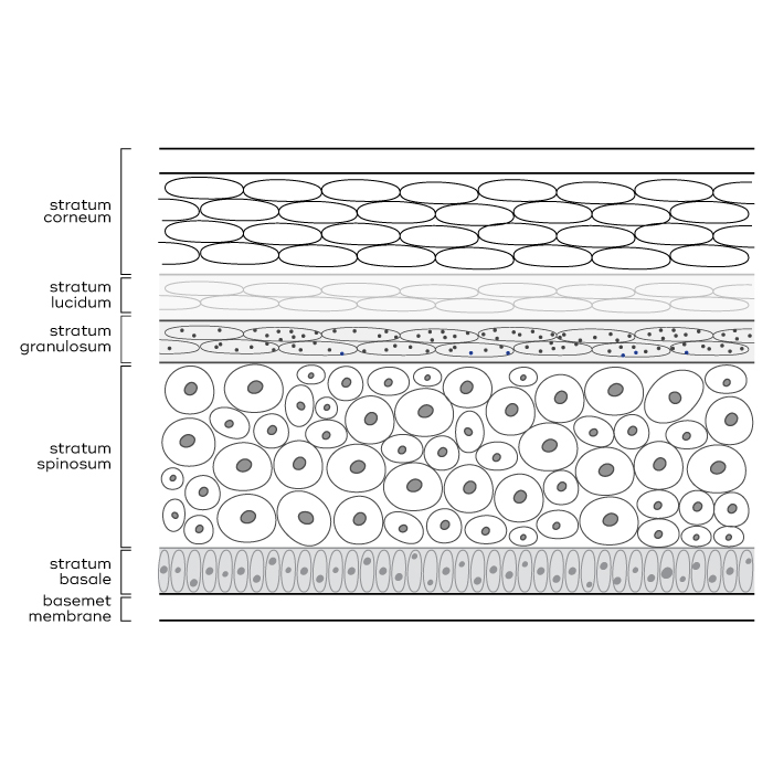 Epidermis Diagram